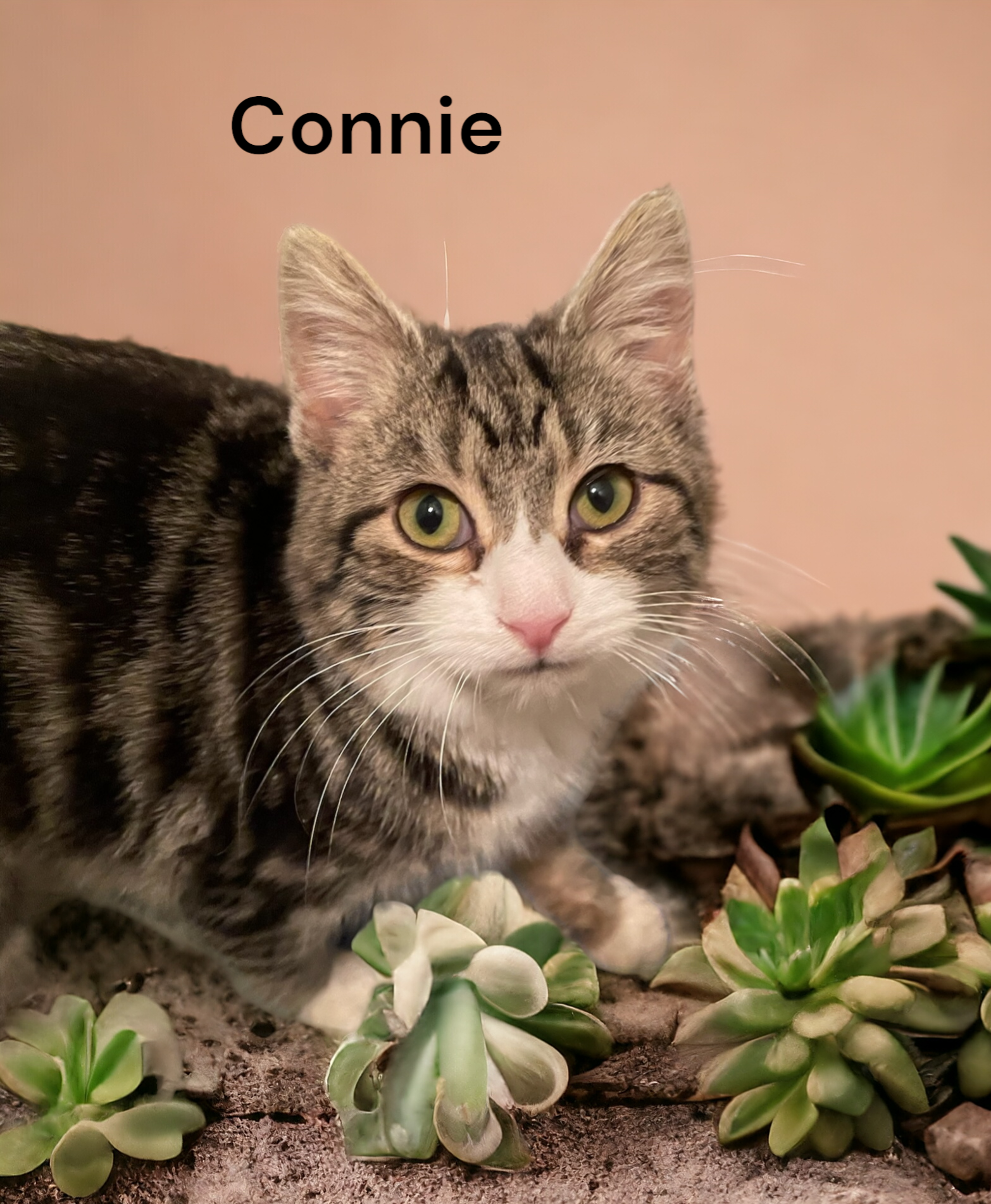 adoptable Cat in Chesapeake, VA named Connie