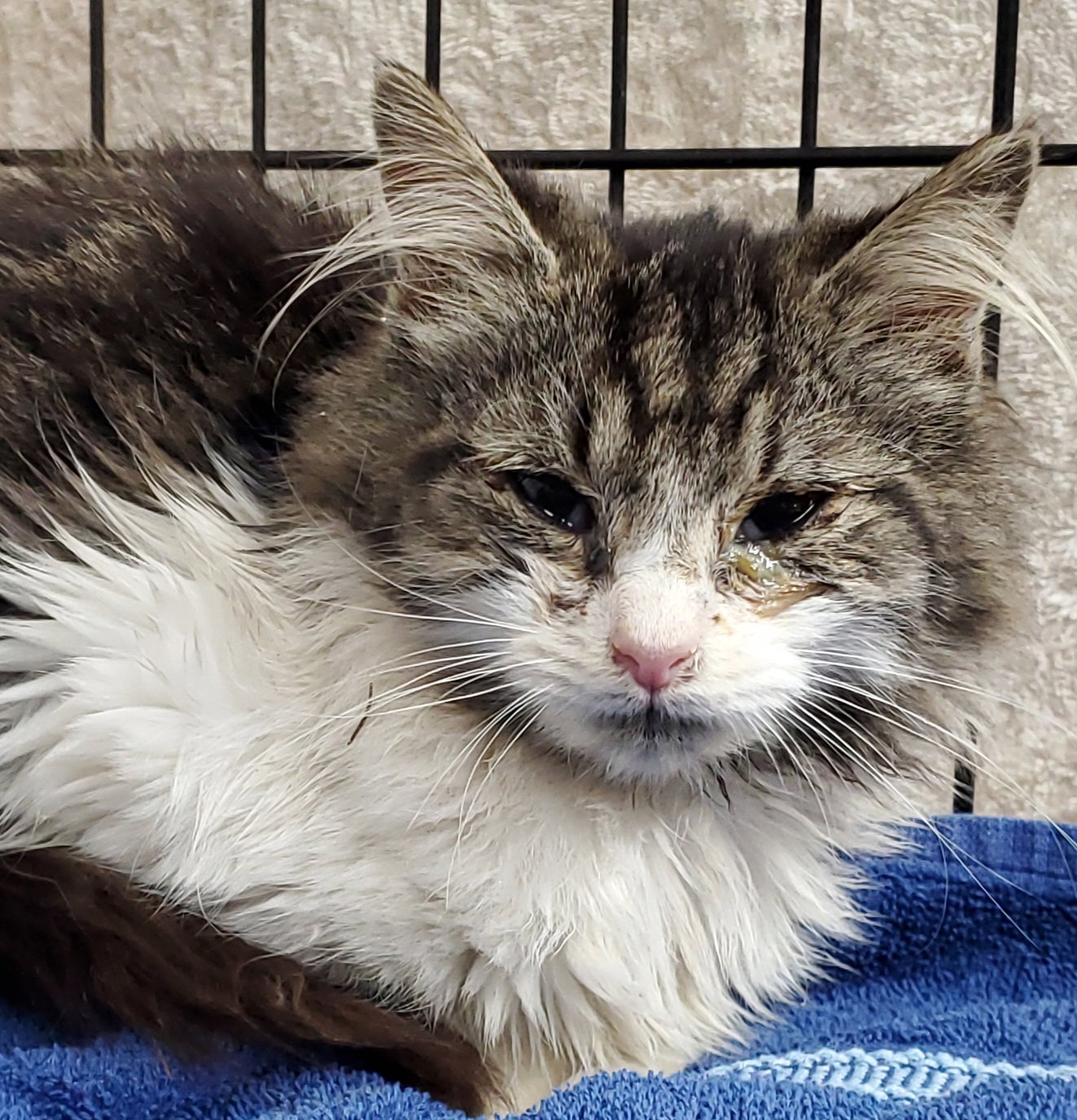 Cats for Adoption in Newport News, Virginia Alpha Paw