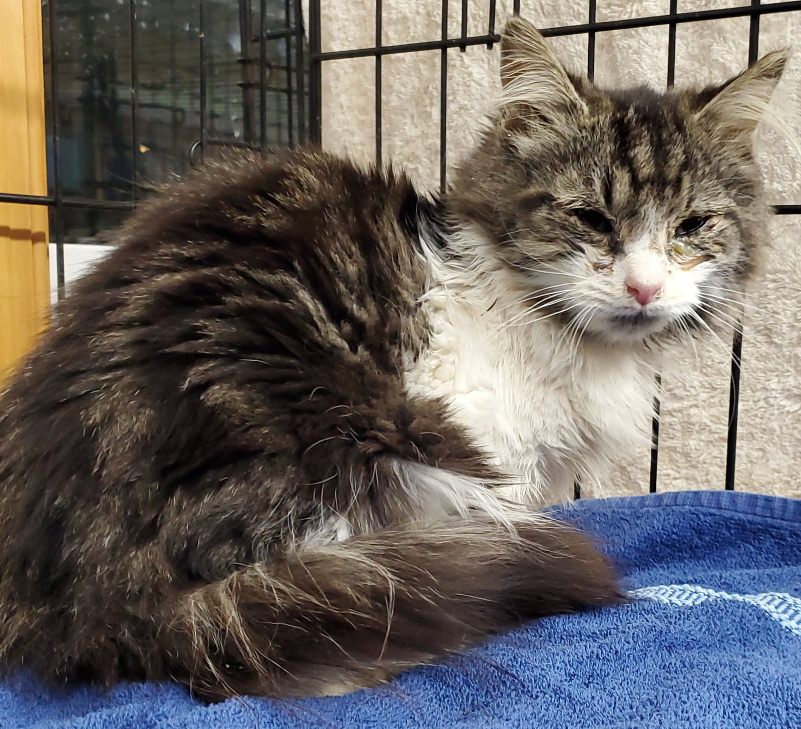 Cats for Adoption in Newport News, Virginia Alpha Paw