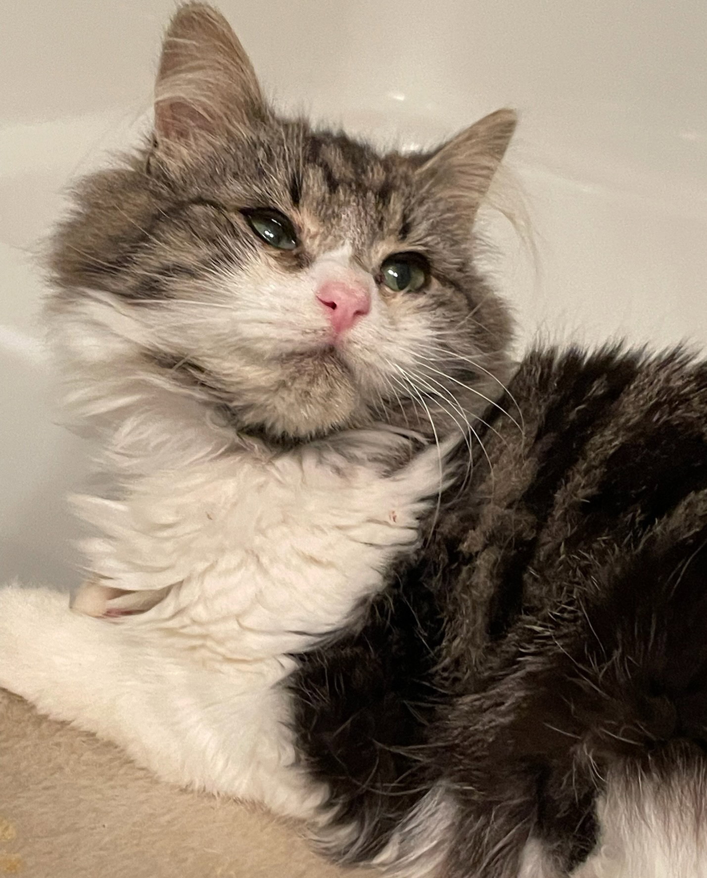 Cats for Adoption in Newport News, Virginia Alpha Paw