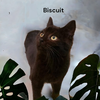 Biscuit