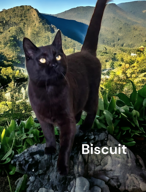 Biscuit s Web Page