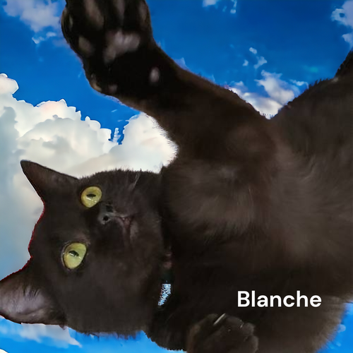 Blanche