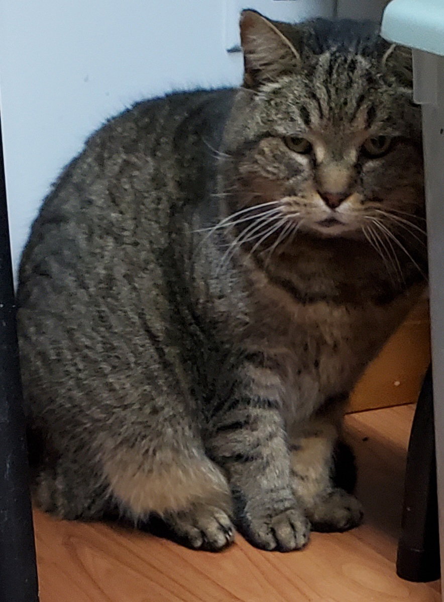 Cats for Adoption in Newport News, Virginia Alpha Paw