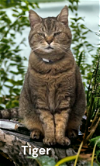 adoptable Cat in chesapeake, VA named Tiger