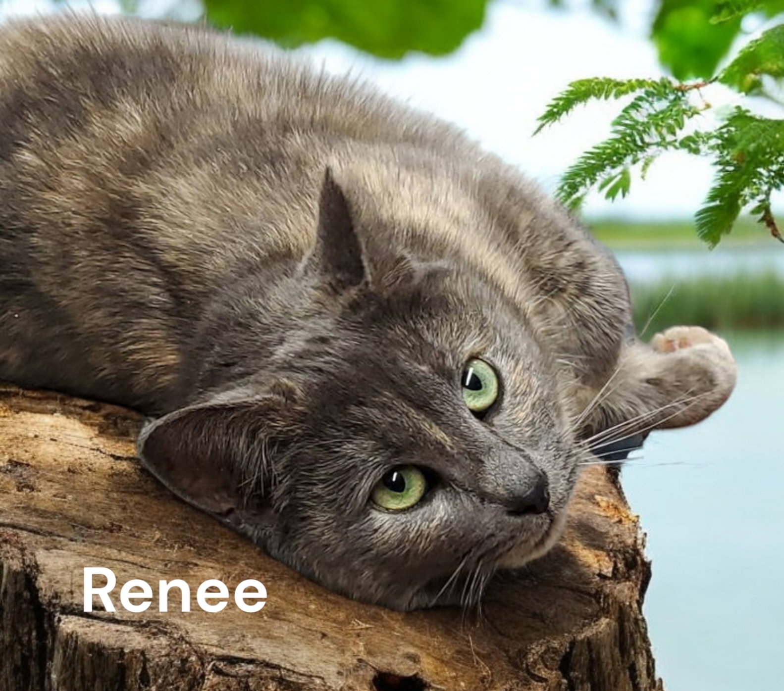 Renee