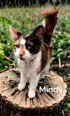 adoptable Cat in newport, OR named Mindy