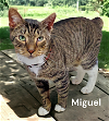 adoptable Cat in newport news, VA named Miguel