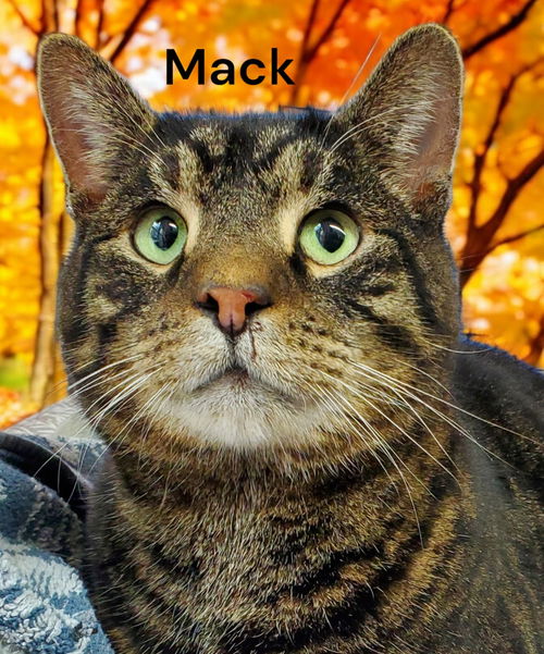 Mack