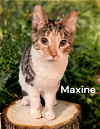 Maxine