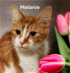 adoptable Cat in chesapeake, VA named Melanie