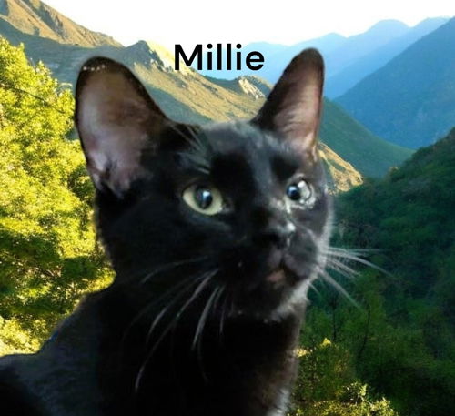 Millie