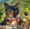 adoptable Cat in newport news, VA named Madison