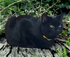 adoptable Cat in newport news, VA named Erica