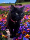 adoptable Cat in , VA named Erica