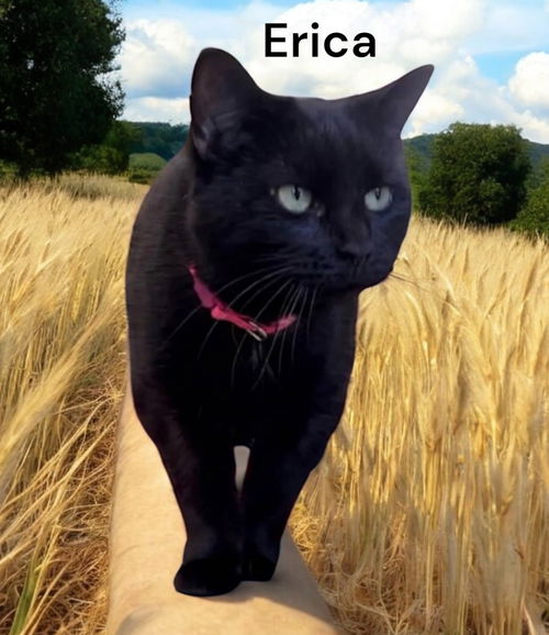 Erica