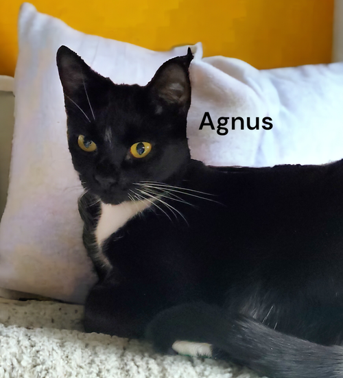 Agnus