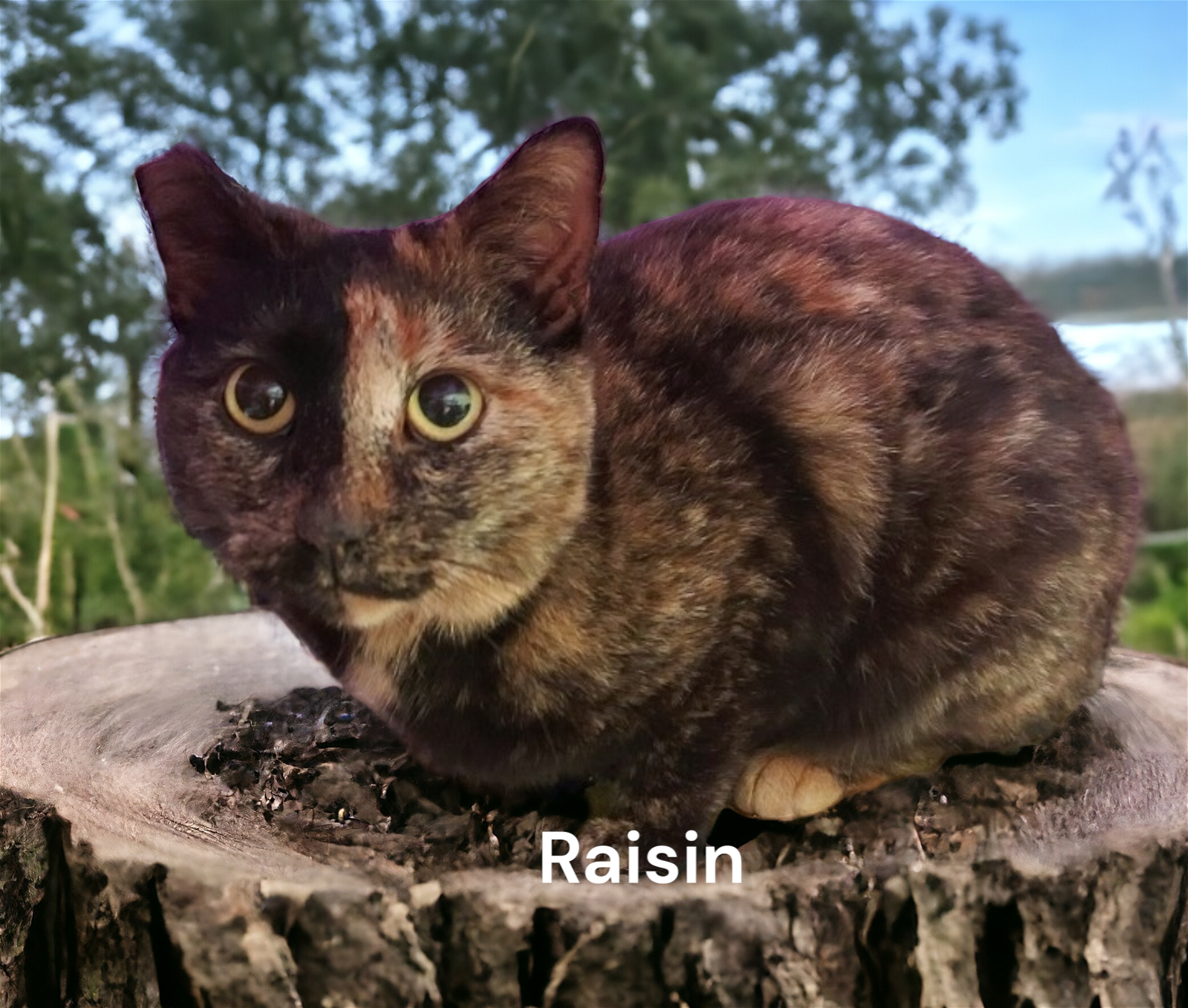 adoptable Cat in Chesapeake, VA named Raisin