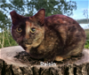 adoptable Cat in chesapeake, VA named Raisin