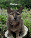 adoptable Cat in newport, OR named Razberry