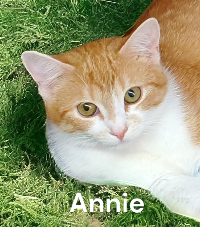 adoptable Cat in Chesapeake, VA named Annie