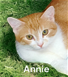 adoptable Cat in chesapeake, VA named Annie