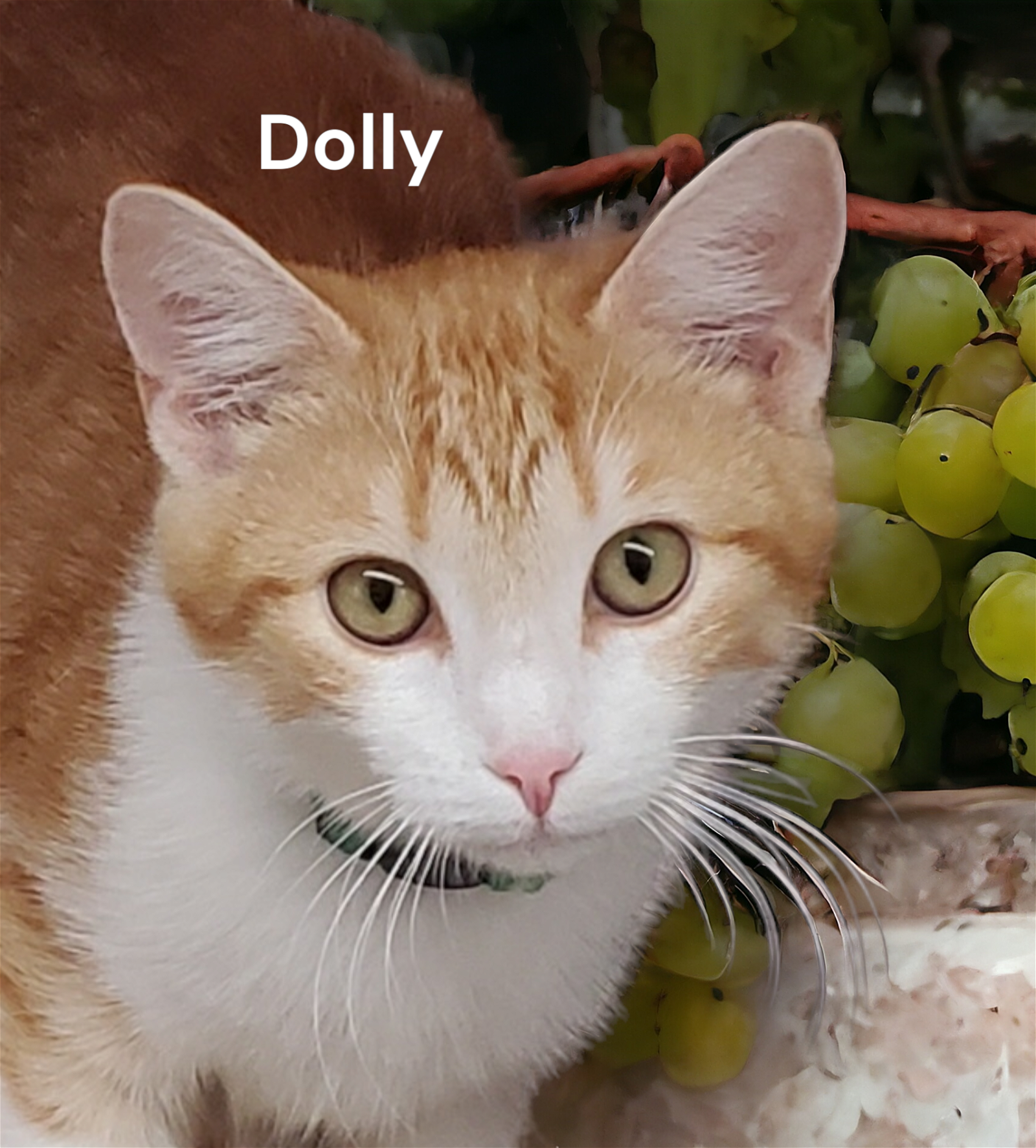 adoptable Cat in Chesapeake, VA named Dolly