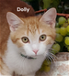 adoptable Cat in chesapeake, VA named Dolly