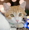 Dolly