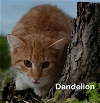 adoptable Cat in chesapeake, VA named Dandelion