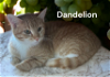 adoptable Cat in chesapeake, VA named Dandelion