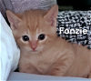 adoptable Cat in , VA named Fonzie