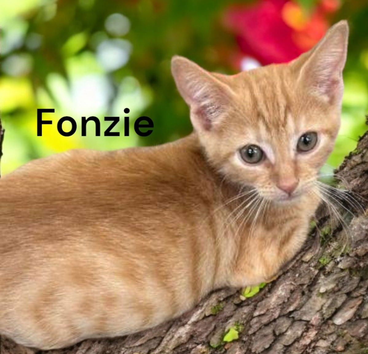 adoptable Cat in Chesapeake, VA named Fonzie