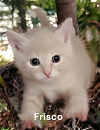 adoptable Cat in , VA named Frisco