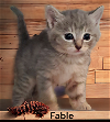 adoptable Cat in , VA named Fable