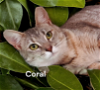 adoptable Cat in newport news, VA named Coral