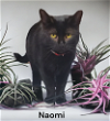 adoptable Cat in chesapeake, VA named Naomi