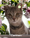 adoptable Cat in newport news, VA named Carmen