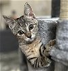 adoptable Cat in newport news, VA named Carmen
