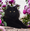 adoptable Cat in  named Ambrose