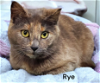 adoptable Cat in  named Rye