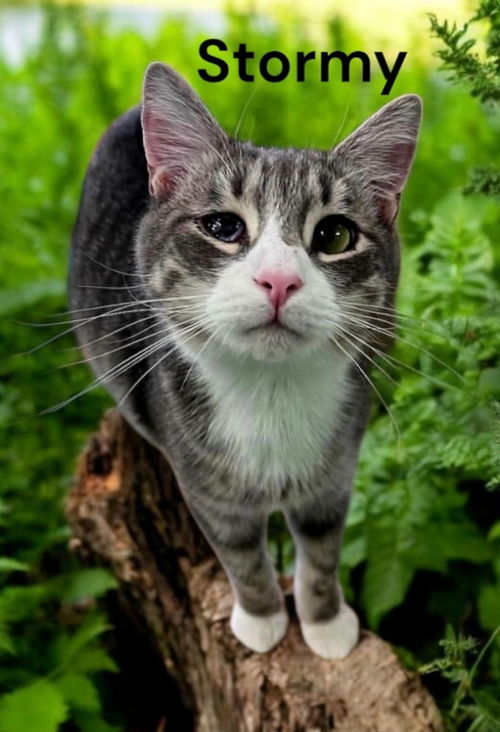 picture of the cat needing adoption
