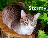 Stormy