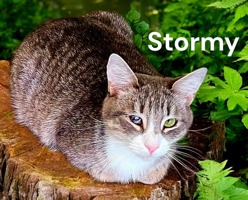 Stormy