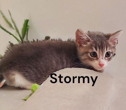 Stormy