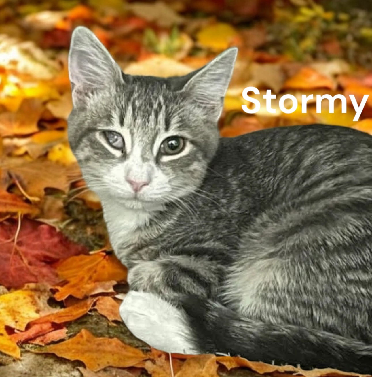 adoptable Cat in Chesapeake, VA named Stormy