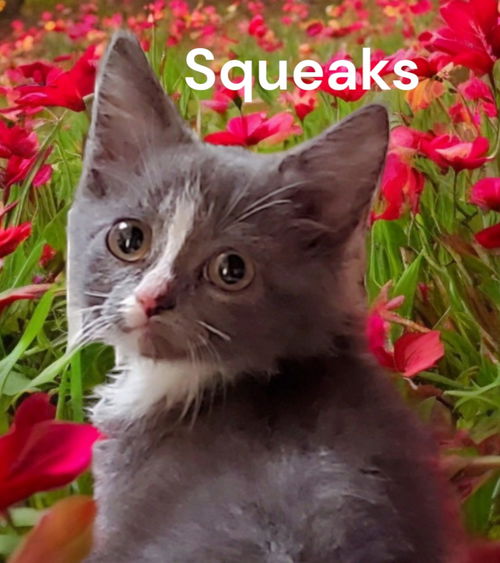 Squeaks