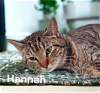 adoptable Cat in , VA named Hannah