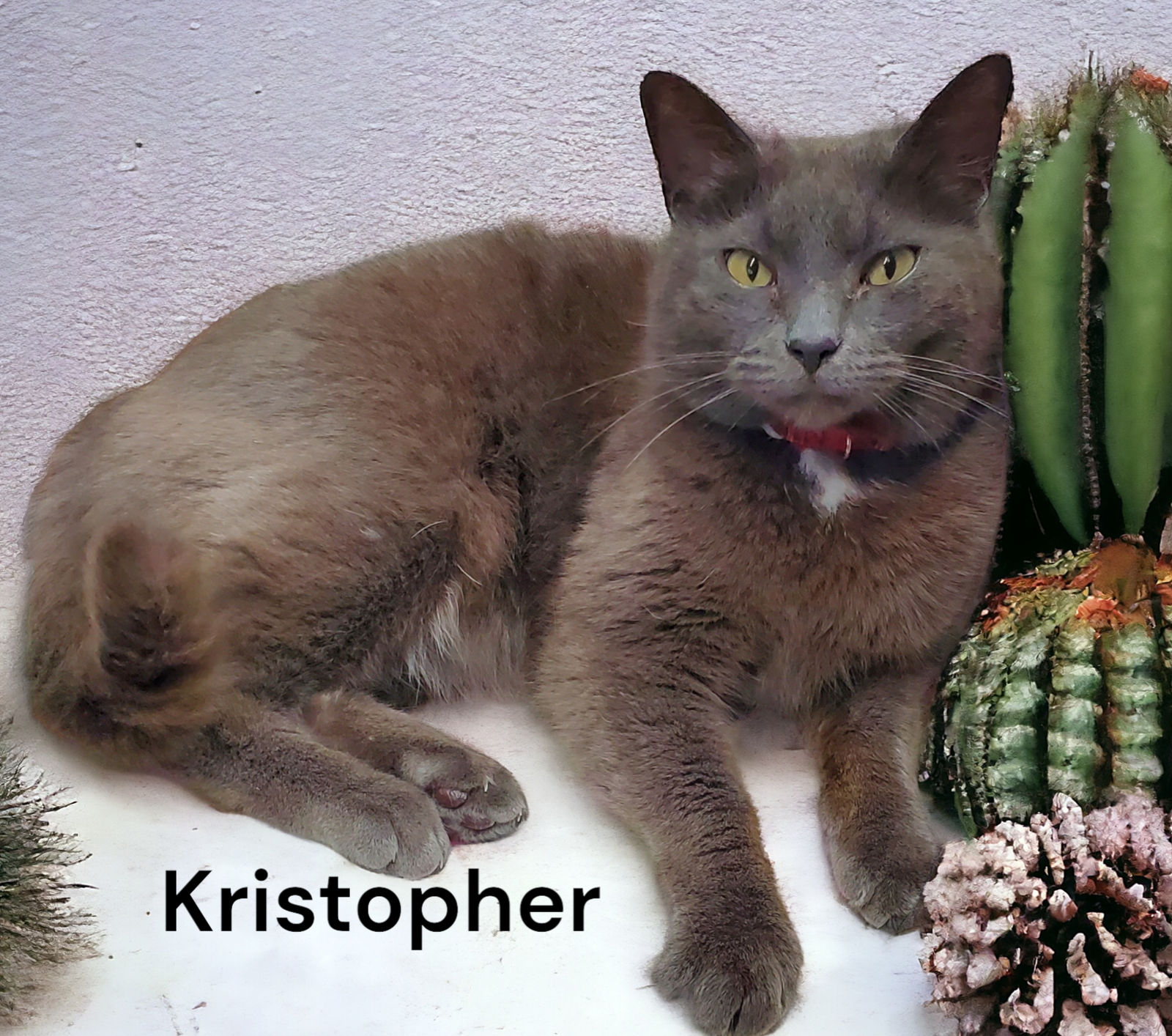 adoptable Cat in Newport News, VA named Kristopher