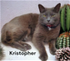 adoptable Cat in newport news, VA named Kristopher
